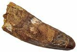 Fossil Spinosaurus Tooth - Feeding Worn Tip #345455-1